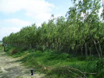 Willows fed on wastewater!